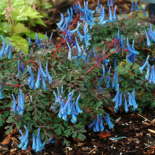 Corydalis Blue Heron Corydalis Blue Heron