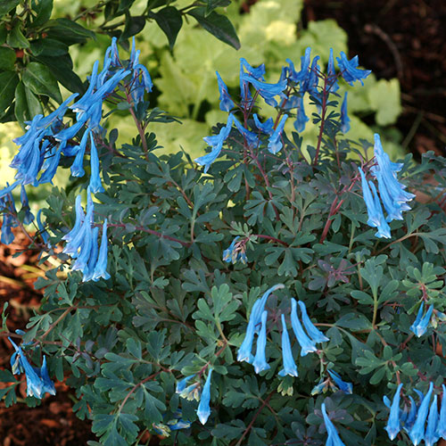 Corydalis Blue Heron Corydalis Blue Heron