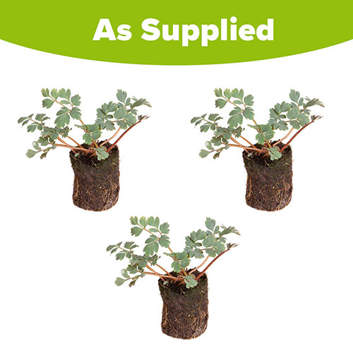 Corydalis Blue Heron Corydalis Blue Heron