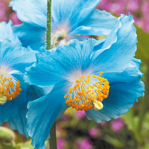 Himalayan Blue Poppy Himalayan Blue Poppy