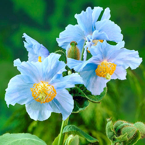 Himalayan Blue Poppy Himalayan Blue Poppy