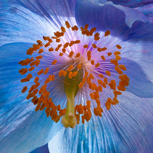 Himalayan Blue Poppy Himalayan Blue Poppy