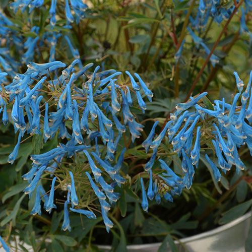 Corydalis Blue Heron Corydalis Blue Heron