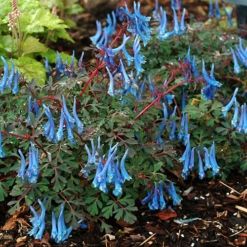 Corydalis Blue Heron Corydalis Blue Heron