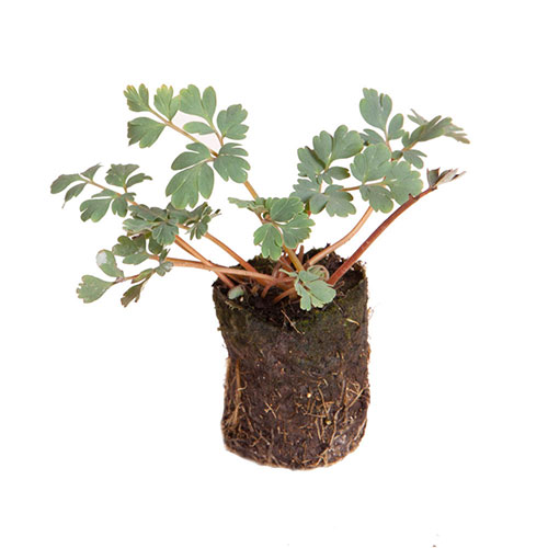 Corydalis Blue Heron Corydalis Blue Heron