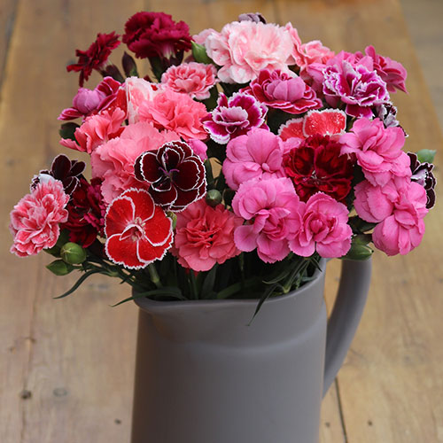 Dianthus Garden Pleasure Dianthus Garden Pleasure