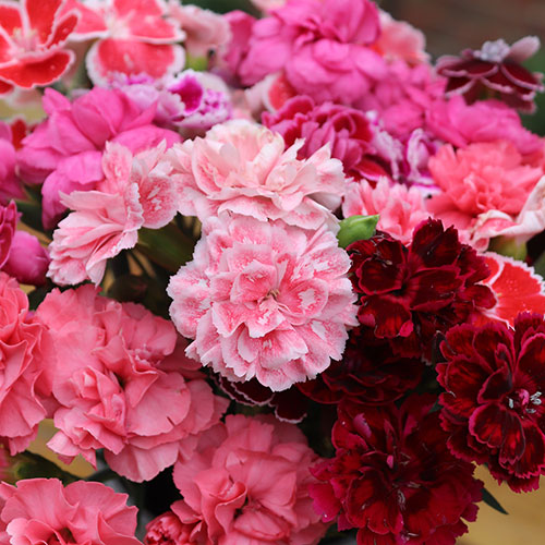 Dianthus Garden Pleasure Dianthus Garden Pleasure