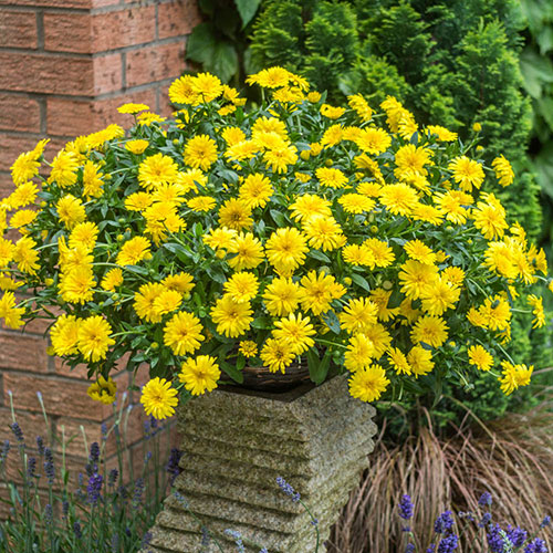 Power Daisy Collection Power Daisy Collection