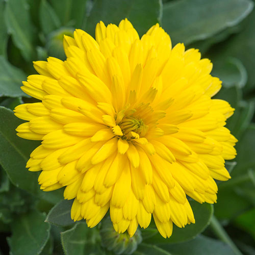 Power Daisy Collection Power Daisy Collection