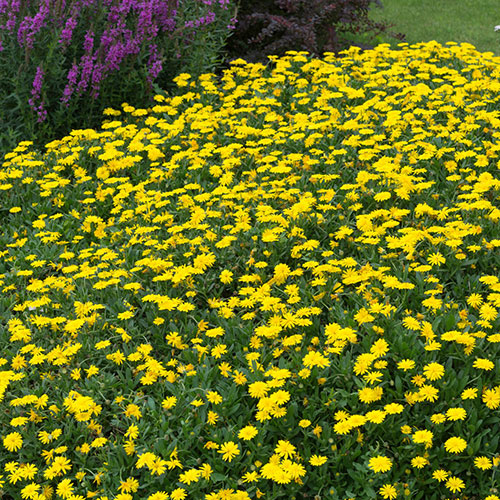 Power Daisy Collection Power Daisy Collection