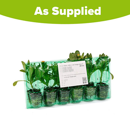 Power Daisy Collection Power Daisy Collection