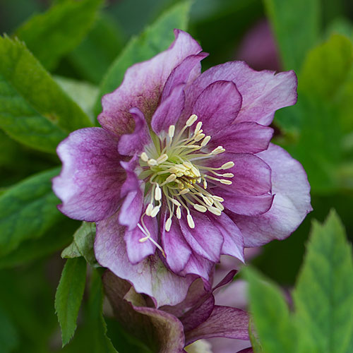 Hellebore Double Queen Hellebore Double Queen