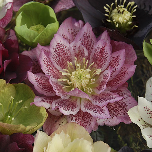 Hellebore Double Ellen Hellebore Double Ellen