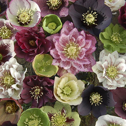 Hellebore Double Ellen Hellebore Double Ellen
