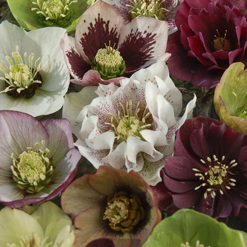 Hellebore Double Ellen Hellebore Double Ellen