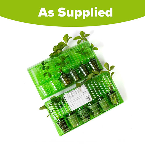 Hellebore Double Ellen Hellebore Double Ellen