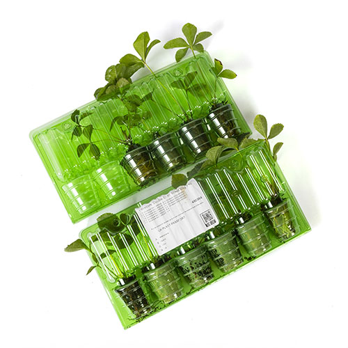 Hellebore Double Ellen Hellebore Double Ellen