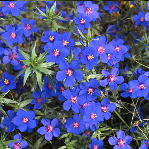 Anagallis Skylover Blue Pimpernel Anagallis Skylover Blue Pimpernel