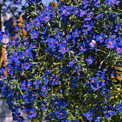 Anagallis Skylover Blue Pimpernel Anagallis Skylover Blue Pimpernel