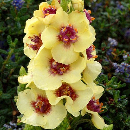 Verbascum Dark Eyes Verbascum Dark Eyes