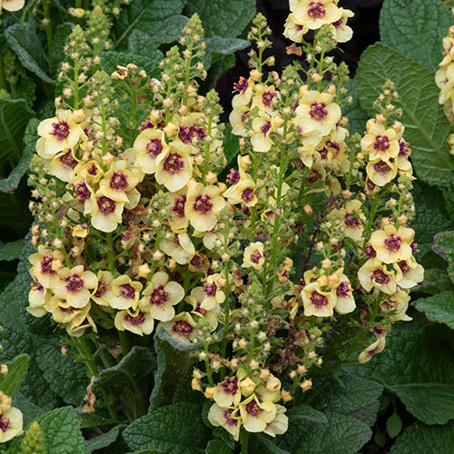 Verbascum Dark Eyes Verbascum Dark Eyes