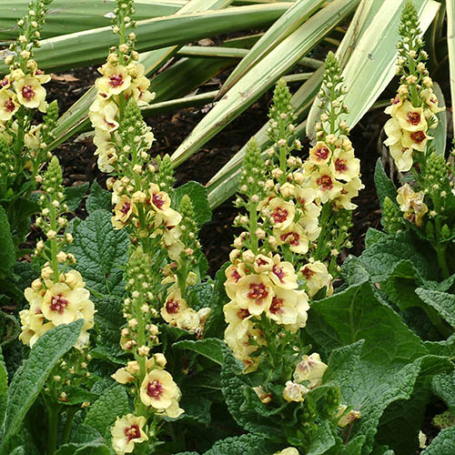 Verbascum Dark Eyes Verbascum Dark Eyes