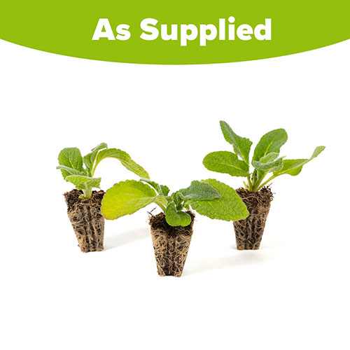 Verbascum Dark Eyes Verbascum Dark Eyes