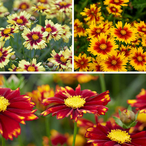 Coreopsis Uptick Collection