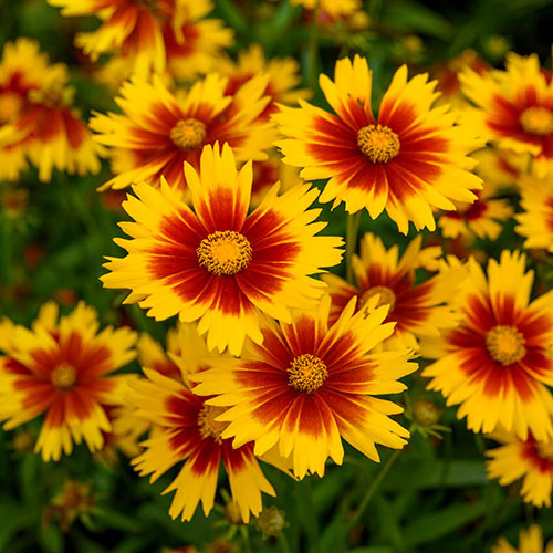 Coreopsis Uptick Collection Coreopsis Uptick Collection