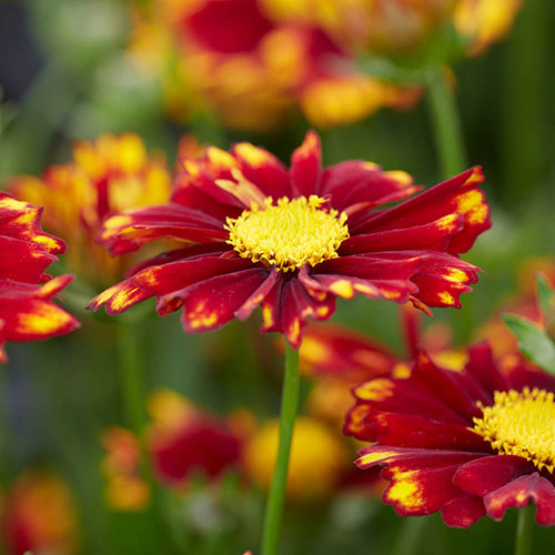 Coreopsis Uptick Collection Coreopsis Uptick Collection