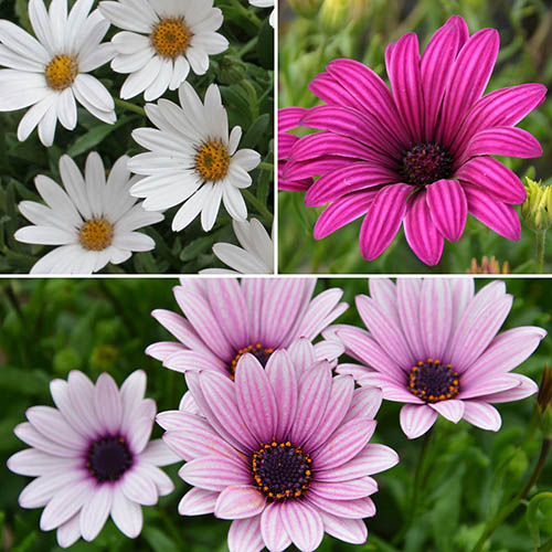 Hardy Cape Daisy Collection