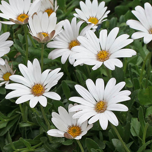 Hardy Cape Daisy Collection Hardy Cape Daisy Collection