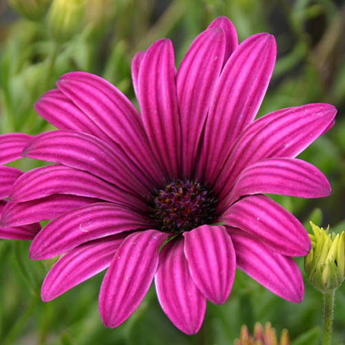 Hardy Cape Daisy Collection Hardy Cape Daisy Collection