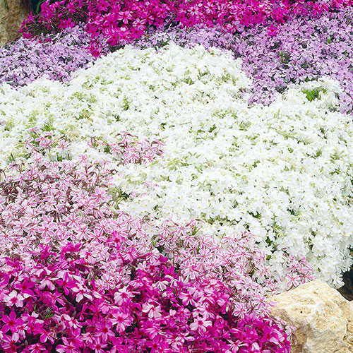 Carpet Phlox Collection Carpet Phlox Collection