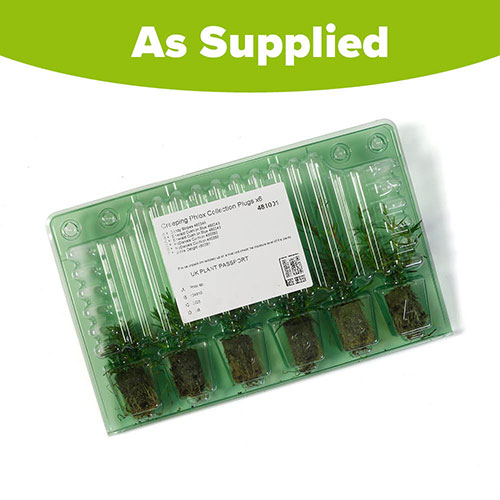 Carpet Phlox Collection Carpet Phlox Collection