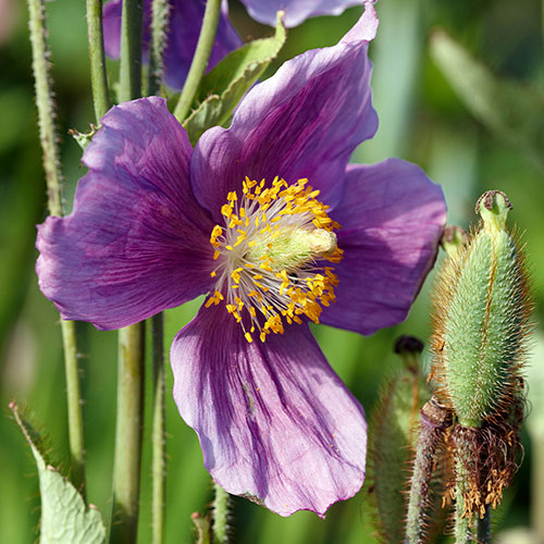 Meconopsis Hensol Violet