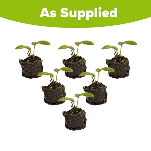 Meconopsis Hensol Violet Meconopsis Hensol Violet