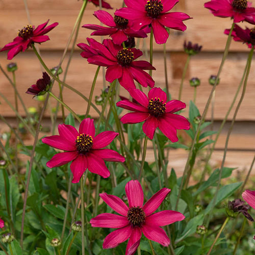 Cosmos Cherry Chocolate Cosmos Cherry Chocolate