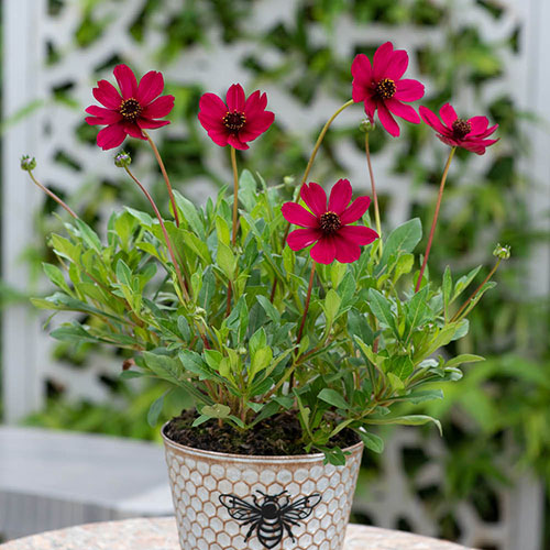 Cosmos Cherry Chocolate Cosmos Cherry Chocolate