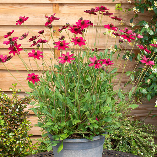 Cosmos Cherry Chocolate Cosmos Cherry Chocolate