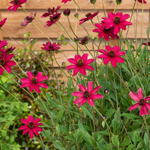 Cosmos Cherry Chocolate Cosmos Cherry Chocolate