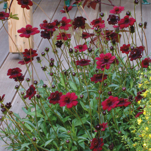 Cosmos Chocolate Collection Cosmos Chocolate Collection