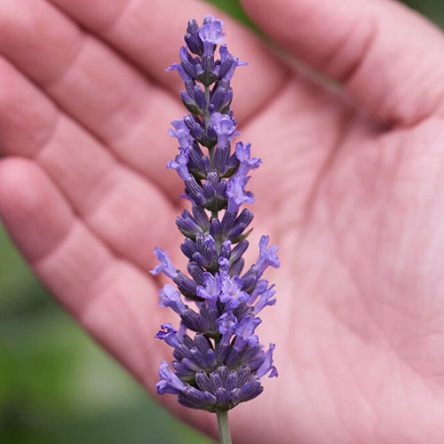 Lavender Sensational Lavender Sensational