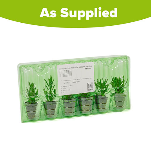 Lavender Sensational Lavender Sensational