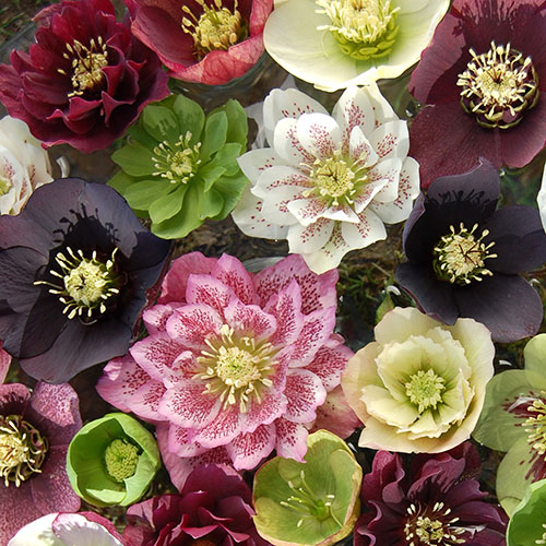 Hellebore Double Queen