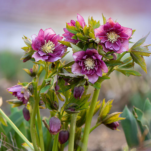 Hellebore Double Queen Hellebore Double Queen