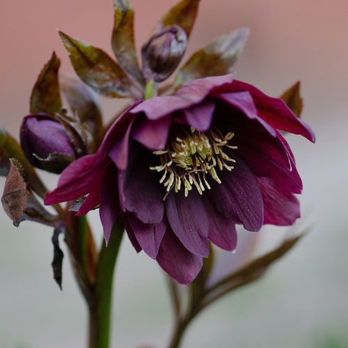 Hellebore Double Queen Hellebore Double Queen