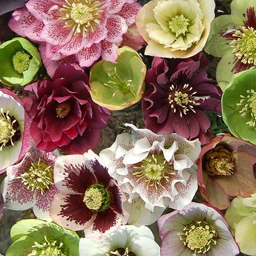 Hellebore Double Queen Hellebore Double Queen