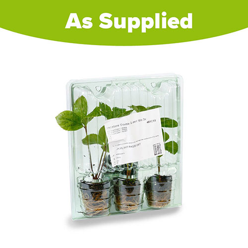 Hellebore Double Queen Hellebore Double Queen