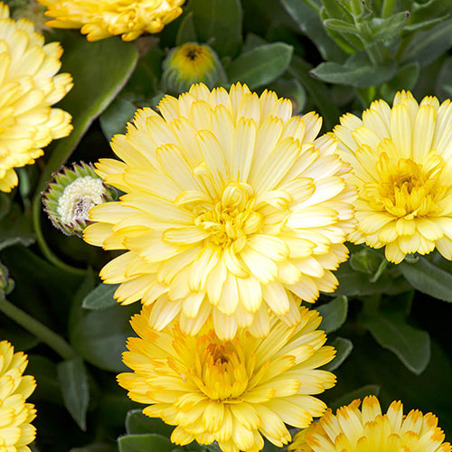 Calendula Power Daisy Collection Calendula Power Daisy Collection